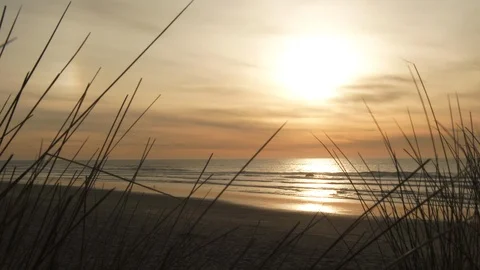 Ocean Sunset Beach Grass Gently Blowing Video stock 86201537