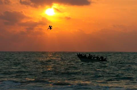 Ocean Sunset Bird Silhouette Stock Photos