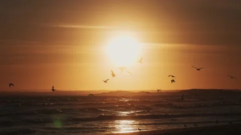 Ocean Sunset with Birds 4K Stock-Footage 233483833