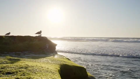Ocean sunset with birds Stock Footage 172564537