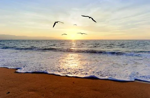Ocean Sunset Birds Stock Photos