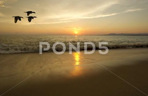 Ocean Sunset Birds Silhouette Stock Photos