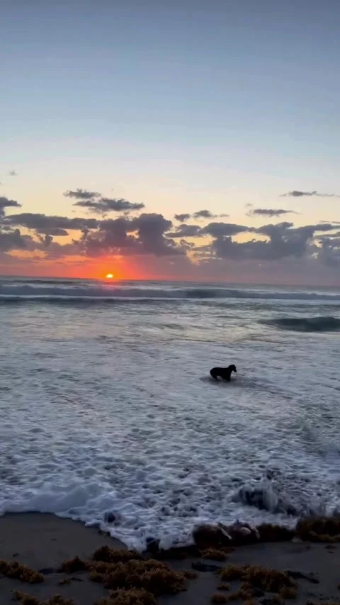 Ocean Sunset with Gentle Waves Stock Footage 331439728