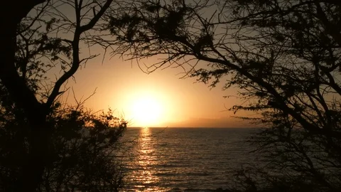 Ocean Sunset Timelapse Through A Foreground Of Trees Video stock 107234907