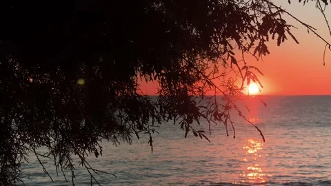 Ocean Sunset Tree Silhouette Side Stock Footage 152988411
