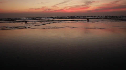 Ocean sunset. Two stray dogs go through the shot followed by a with flock Stock Footage 285156153