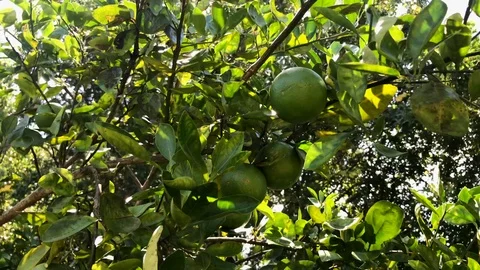Ocean surf on beach clouds and bird 스톡 동영상 94856029