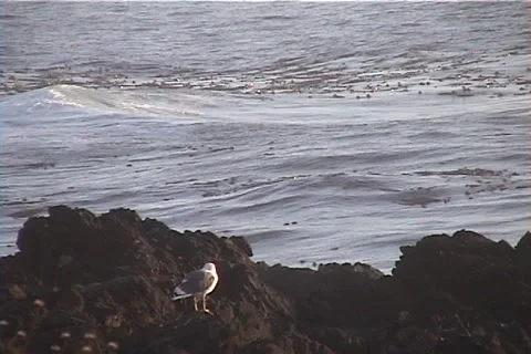 Ocean Surf  Stock Footage 1069440