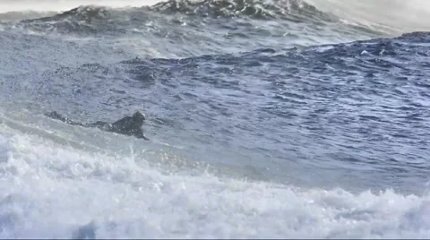 Ocean-Surf Stock Footage 52429831