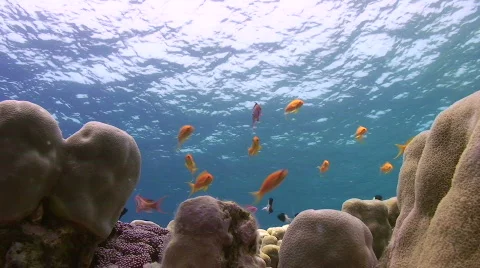 Ocean surface and anthias - Lockdown shot Video stock 738363