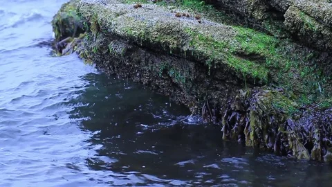 Ocean surface Video stock 77048844