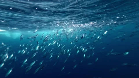 Ocean Surface Snorkeling During Whale Shark Encounter Vídeos de archivo 339110593