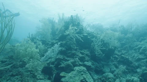 Ocean Surface Viewed from Below in Belizean Waters Stock Footage 306494302