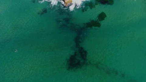 Ocean swimmers Stock Footage 95703517