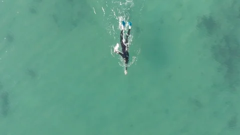 Ocean swimming Video stock 106425860