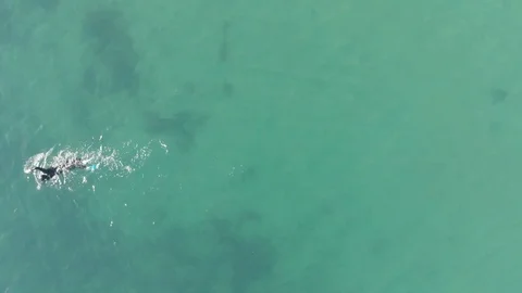 Ocean swimming Video stock 106425895
