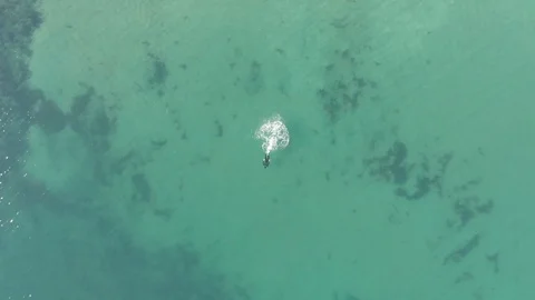 Ocean swimming Video stock 106425933