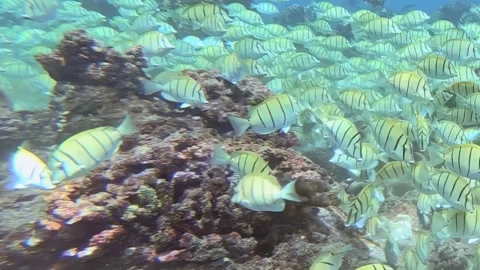 Ocean Symphony of Shimmering Striped Fish Near a Vivid Coral Garden Stock Footage 340457331