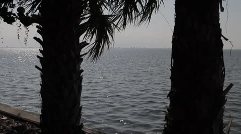 Ocean through palm trees in Florida Stock Footage 37595711