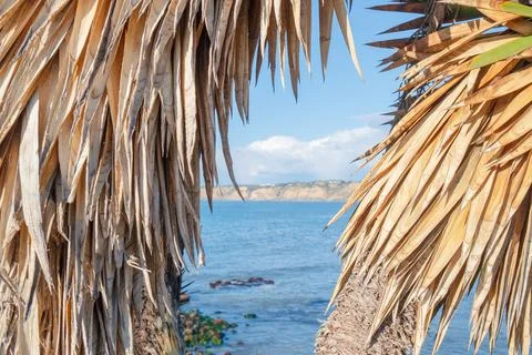 The ocean through palm trees Stock Photos
