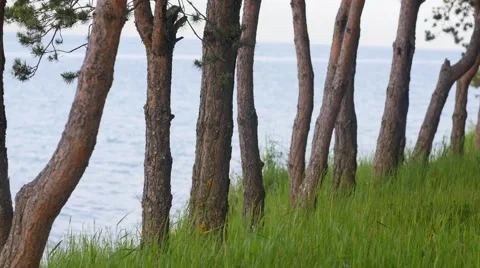 Ocean Through the Trees with Green Grass Vidéo 53232631