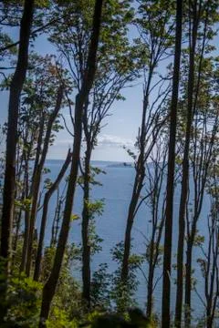 Ocean Through The Trees Stock Photos