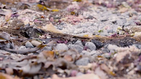 Ocean throw out waste - rocks and algae, slide shot Stock Footage 319501963