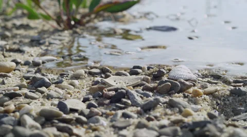 Ocean tide rising seashell sand day Video stock 39566448