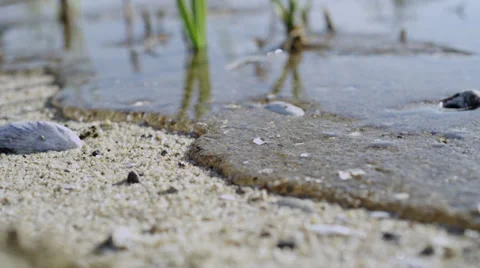 Ocean tide with sand and seashells macro Video stock 39566419