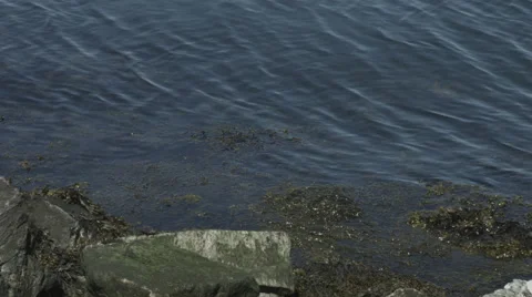 Ocean tide with seaweed Video stock 62441201