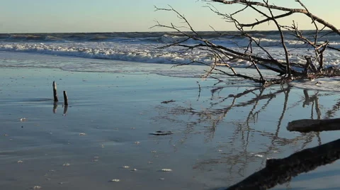 Ocean Tide with tree,at magic hour Stock-Footage 48513226