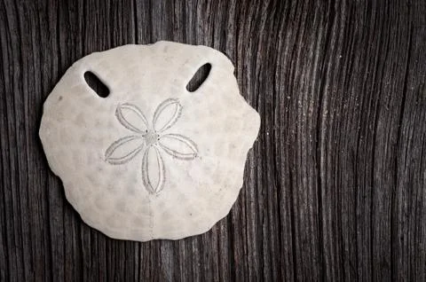 Ocean treashes 写真素材