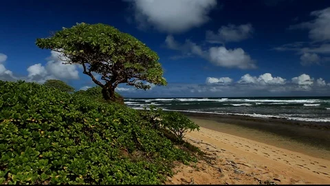 Ocean Tree Sentinel Stock-Footage 104269082