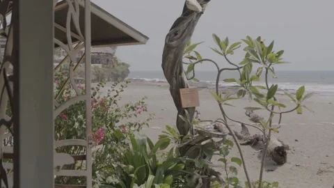 Ocean Tree Waves Flowers Stock Footage 301347980