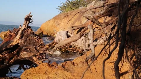 Ocean Trees and Water Video stock 68139923