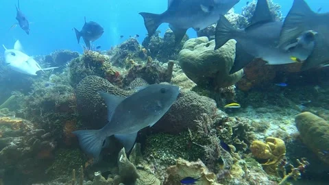 Ocean Trigger Fish Cozumel 스톡 동영상 159519356