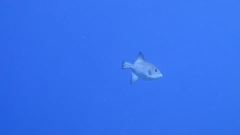 Ocean Triggerfish in coral reef of Caribbean Sea, Curacao Stock Footage 149305587