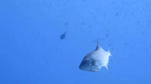 Ocean Triggerfish in coral reef of Caribbean Sea, Curacao Stock Footage 151956599