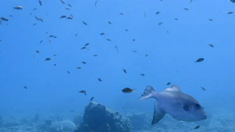 Ocean Triggerfish in coral reef of Caribbean Sea, Curacao Stock Footage 153809608