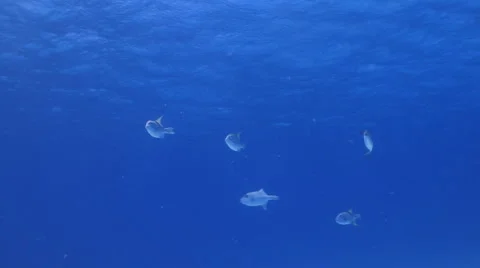 Ocean Triggerfish Видео 1102993