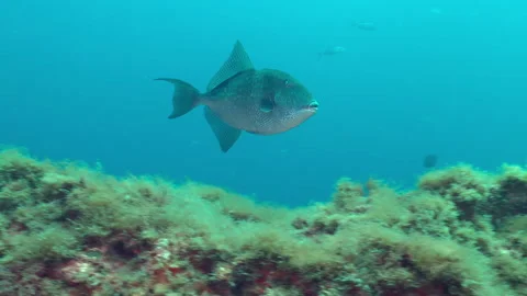 Ocean triggerfish Stock Footage 149598396