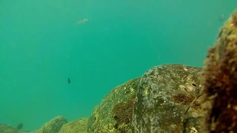 Ocean, tropical fish. rocks Stock Footage 338203519