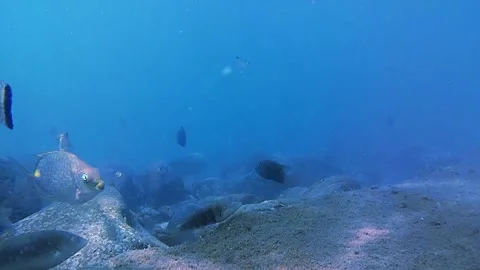 Ocean, tropical fish. rocks Stock Footage 339783157