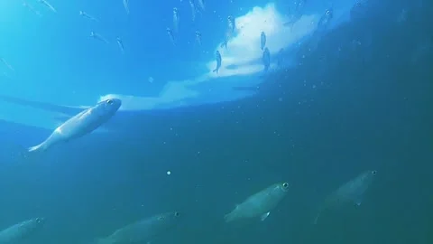 Ocean, tropical fish. school fish Stock Footage 338343784