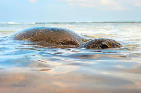 Ocean turtle Stock Photos
