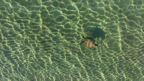 Ocean Turtle Swimming Drone Down Shot Clear Waters, Hawaii Sealife Stock Footage 305127932