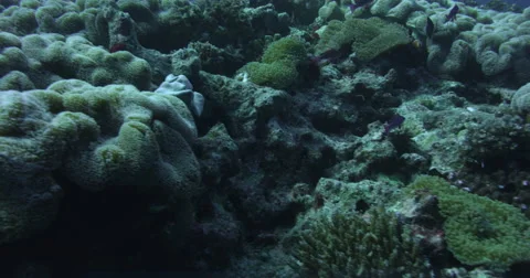 Ocean underwater 4k with Red Epic Stock Footage 43112890