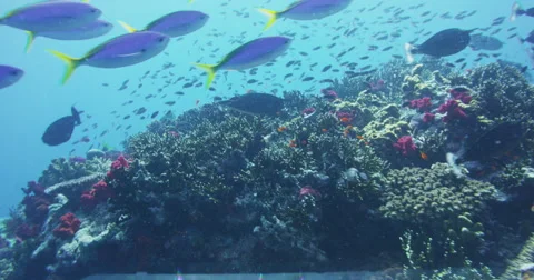 Ocean underwater 4k with Red Epic Stock Footage 43117656