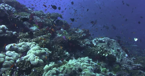 Ocean underwater 4k with Red Epic Stock Footage 43119217