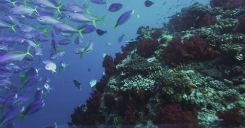 Ocean underwater 4k with Red Epic Stock Footage 43120618
